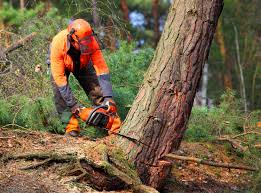 Reliable Wadsworth, IL Tree Care Services Solutions